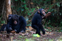 Chimpanzee (Pan troglodytes verus) 'Fanwaa' juvenile age 5 years, playing, whilst mother 'Jeje' is using rocks to crack open palm nuts. Bossou, Republic of Guinea.