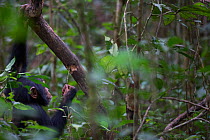 Chimpanzee (Pan troglodytes verus) juvenile male using tool  (stick) to extract prey from hole, Bossou, Republic of Guinea.