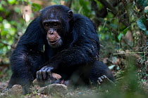 Chimpanzee (Pan troglodytes verus) 'Jeje' adult male, using stones as tools to crack open palm nuts. Bossou, Republic of Guinea.