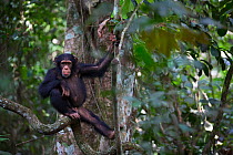 Chimpanzee (Pan troglodytes verus)  'Fanwaa' juvenile, age five years old, Bossou, Republic of Guinea.