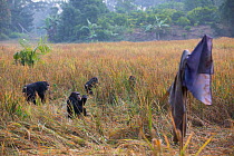 Chimpanzee (Pan troglodytes verus) troop feeding in field of rice, with scarecrow. The scarecrow doesn't work for more than a day or two. Bossou, Republic of Guinea