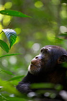Chimpanzee (Pan troglodytes verus)  'Jeje' adult male , Bossou, Republic of Guinea