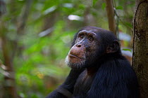 Chimpanzee (Pan troglodytes verus) 'Jeje' adult male, Bossou, Republic of Guinea