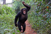 Chimpanzee (Pan troglodytes verus) 'Fanwaa' juvenile, age five, male is displaying in front of the observers, throwing sticks. Bossou, Republic of Guinea