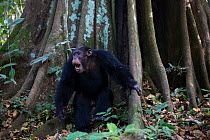 Chimpanzee (Pan troglodytes verus) 'Jeje' adult male displaying just before drumming on the buttress of a tree. Bossou, Republic of Guinea