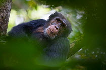 Chimpanzee (Pan troglodytes verus) 'Jeje' adult male, Bossou, Republic of Guinea.