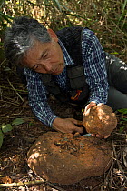 Professor Matsuzawa, primatologist, in the field with stone hammer and anvil tool used by local Chimpanzees (Pan troglodytes verus) Bossou, Republic of Guinea. December 2012.