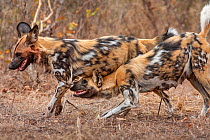 African wild dog (lycaon pictus) lactating alpha female, begging one of the pack members that has returned from the hunt, to regurgitate for her.   Malilangwe Wildlife Reserve, Zimbabwe.