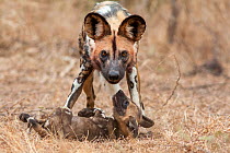 African wild dog (lycaon pictus) plays with one of the pack's pups.  Malilangwe Wildlife Reserve, Zimbabwe.