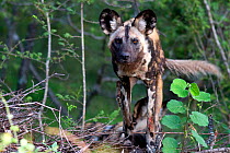 African wild dog (Lycaon pictus) staring intensely at the camera.  Malilangwe Wildlife Reserve, Zimbabwe.