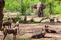 African wild dogs (Lycaon pictus) watching an African elephant (Loxodonta africana) bathe in mud. Zimbabwe.