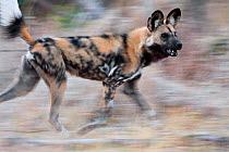 African wild dog (Lycaon pictus) running in blurred motion while hunting at dusk. Linyanti Wildlife Reserve, Botswana.
