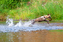 African wild dog (Lycaon pictus) running through the water making a big splash. Zimbabwe