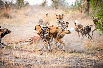 African wild dogs (Lycaon pictus) five attack a Cheetah (Acinonyx jubatus) defending its Impala kill.  Linyanti Wildlife Reserve, Botswana.