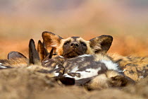 African wild dog pup (Lycaon pictus)  in a sleeping pile looking up.  Mana Pools, Zimbabwe.