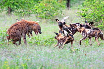 African wild dogs (lycaon pictus)  fighting with a Spotted hyena (Crocuta crocuta) Malilangwe Wildlife Reserve.  Zimbabwe.