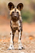 African wild dog (lycaon pictus) pup standing with a stick in it's mouth facing the camera.  Mana Pools, Zimbabwe
