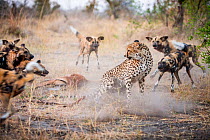 Cheetah (Acinonyx jubatus) trying to fight off a pack of African wild dogs (Lycaon Pictus) from stealing Impala prey in Linyanti Wildlife Reserve, Botswana.