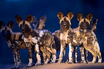 African wild dog (Lycaon Pictus) pups at dusk and looking around for the adults. Mana Pools, Zimbabwe.