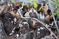 African wild dog pups (Lycaon Pictus) looking at the camera.  Zimbabwe.
