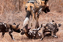 African wild dog (Lycaon pictus) pups playing and greeting each other during social time after a hunt.   Zimbabwe.