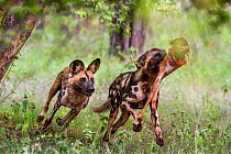 African wild dog (Lycaon Pictus) chasing a pack member to steal it's prey.  Zimbabwe.