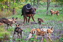 African wild dogs (Lycaon Pictus) surround a newborn Cape buffalo (Syncerus caffer) calf and its mother.  Zimbabwe.