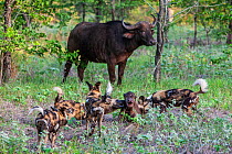 Pack of African wild dogs (Lycaon Pictus) attacking newborn Cape buffalo (Syncerus caffer) calf near its mother.  Zimbabwe.