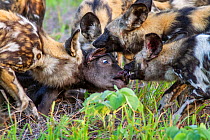 African wild dogs (Lycaon Pictus) pack killing a newborn Cape buffalo (Syncerus caffer) calf,  Zimbabwe.