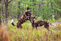 Two African wild dogs (Lycaon pictus) playing and greeting each other during social time after a hunt. Zimbabwe.