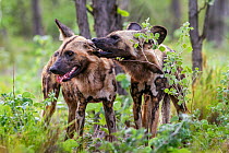 Two African wild dogs (Lycaon pictus) grooming each other during social time after a hunt. Zimbabwe.