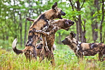 African wild dogs (Lycaon pictus) of the same pack playing and greeting each other.  Zimbabwe