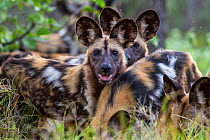 Portrait of a young African wild dog (Lycaon pictus) amongst its pack. Zimbabwe.
