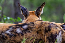 African wild dog (Lycaon pictus) ears,  Zimbabwe.
