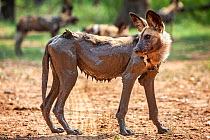 African wild dog (Lycaon pictus) covered in mud after bathing in it.  Zimbabwe.