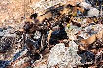 African wild dog (lycaon pictus) carries a pup from its pack.  Malilangwe Wildlife Reserve, Zimbabwe.