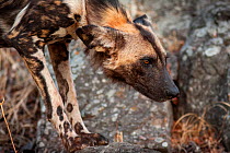 African wild dog (lycaon pictus) bends down in a playful 'attack' pose.  Malilangwe Wildlife Reserve, Zimbabwe.