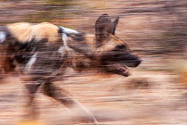 Slow shutter portrait of an African wild dog (Lycaon pictus).  Malilangwe Wildlife Reserve, Zimbabwe.