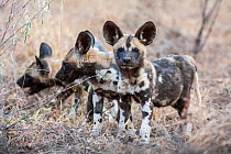 Three African wild dog (lycaon pictus) pups.  Malilangwe Wildlife Reserve, Zimbabwe.