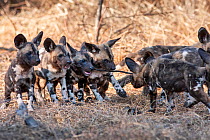 African wild dog (lycaon pictus) pups playing Malilangwe Wildlife Reserve, Zimbabwe.
