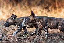 African wild dog (lycaon pictus) pups play before dark, walking in formation like the adults do. Malilangwe Wildlife Reserve, Zimbabwe.