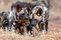 Portrait of two curious African wild dog (lycaon pictus) pups.   Malilangwe Wildlife Reserve, Zimbabwe.