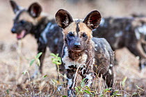 Portrait of an African wild dog (lycaon pictus) pup. Malilangwe Wildlife Reserve, Zimbabwe.