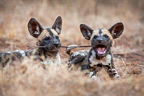African wild dog (lycaon pictus) pups playing with a stick. Malilangwe Wildlife Reserve, Zimbabwe.