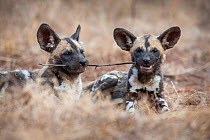 African wild dog (lycaon pictus) pups playing with a stick. Malilangwe Wildlife Reserve, Zimbabwe.