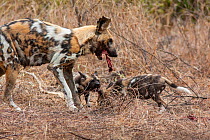 African wild dog (lycaon pictus) alpha female regurgitating food for her young pups. Malilangwe Wildlife Reserve, Zimbabwe.