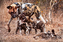 African wild dog (lycaon pictus) watching as two of the pack's pups play. Malilangwe Wildlife Reserve, Zimbabwe.
