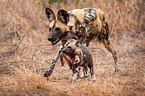 African wild dog (Lycaon pictus) walking alongside a pup carrying regurgitated food. Malilangwe Wildlife Reserve, Zimbabwe.