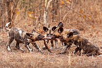 African wild dog (Lycaon pictus) four pups play with a piece of regurgitated meat. Malilangwe Wildlife Reserve, Zimbabwe.
