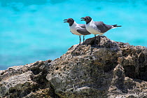 Laughing gulls (Leucophaeus atricilla) on the coast, Cat Island, Bahamas.